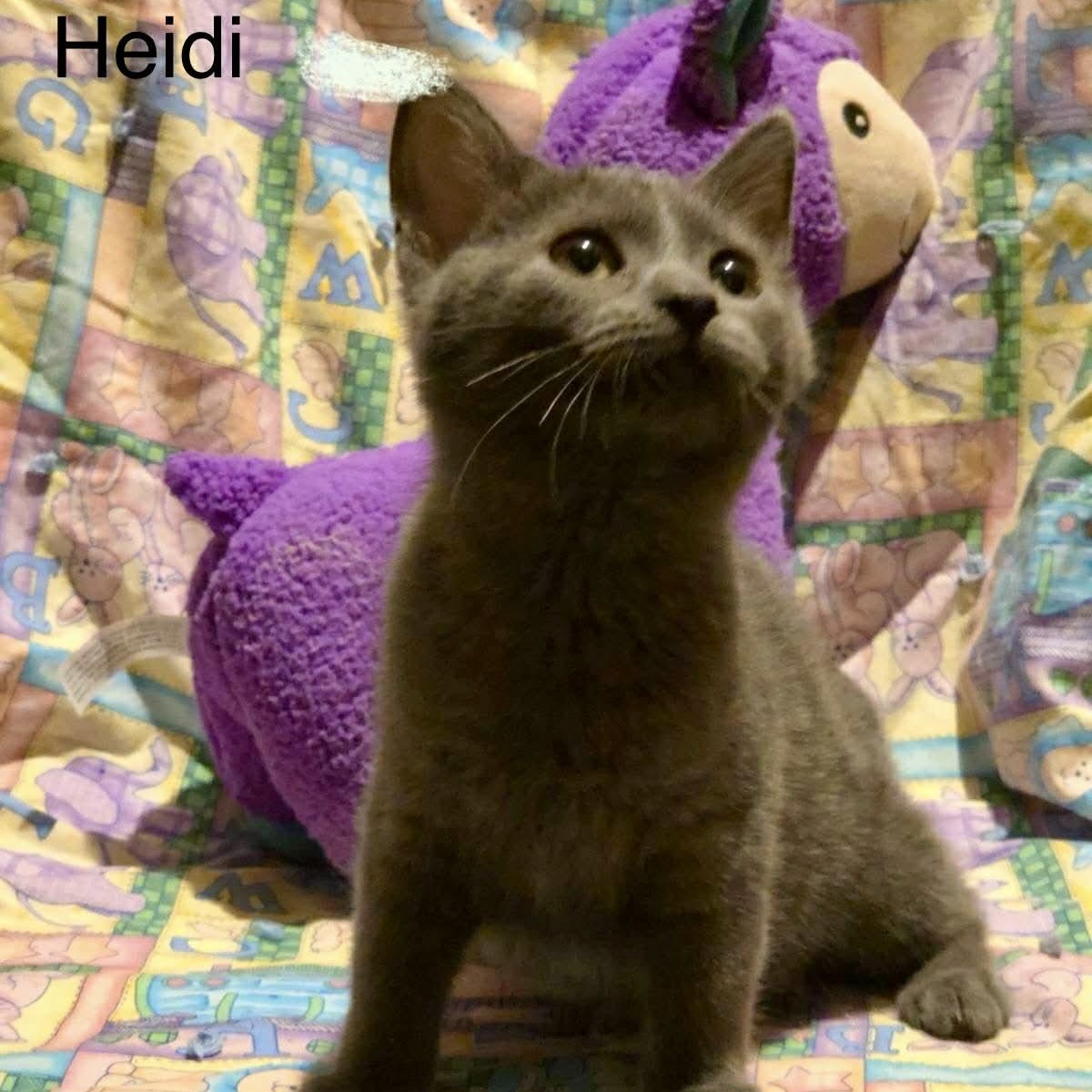 Heidi, Adoptable, Kitten Female Russian Blue & Domestic Short Hair.
