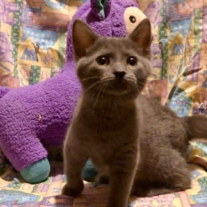 Enlarge Heidi, a Adoptable mixed breed in Livonia, MI image 4/6