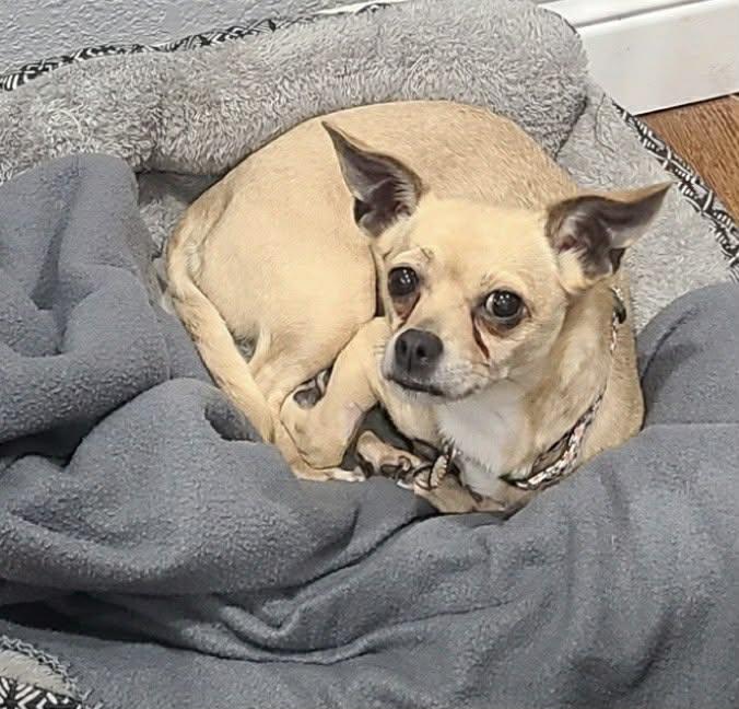 Enlarge Tan, a ADOPTABLE Chihuahua in Broken Arrow, OK image 3/3