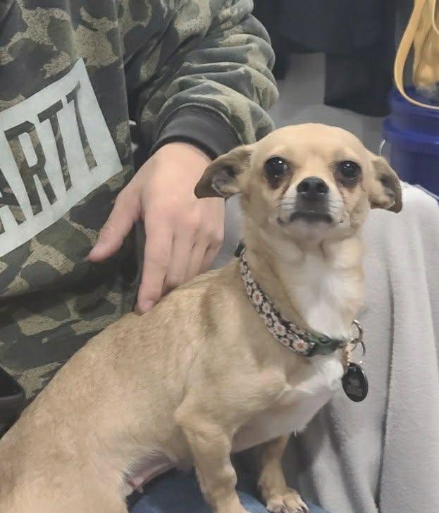 Enlarge Tan, a ADOPTABLE Chihuahua in Broken Arrow, OK image 2/3