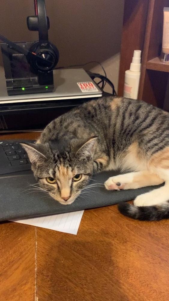 Ponyo 5489, Adoptable, Adult Female Domestic Short Hair.
