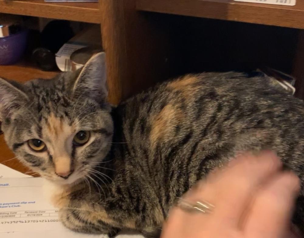 Enlarge Ponyo 5489, a Adoptable Domestic Short Hair in Dallas, TX image 3/4