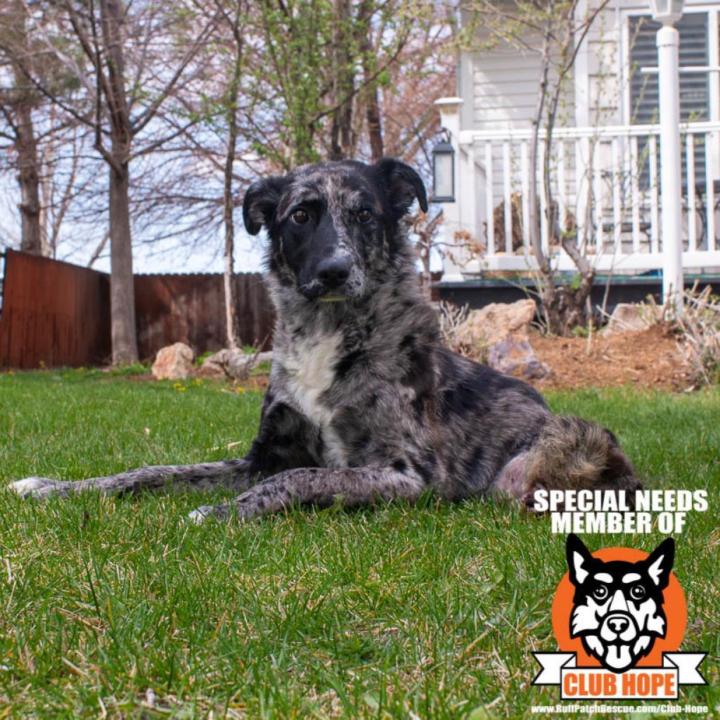 Hula, Adoptable, Adult Female Catahoula Leopard Dog.