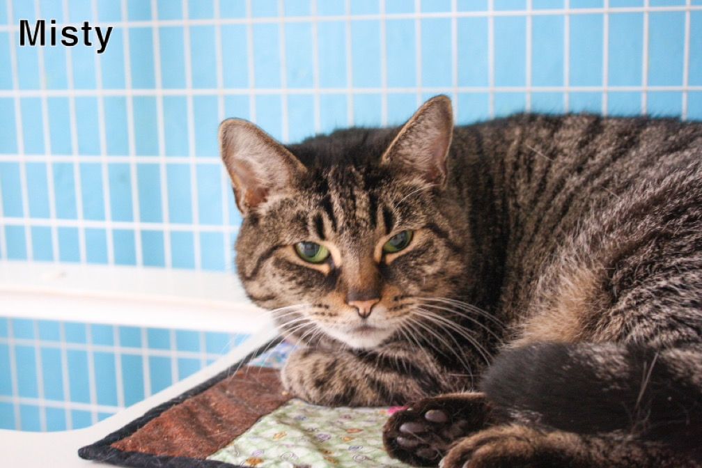 Misty, an adoptable Domestic Short Hair in Claremont, NH image 2/2