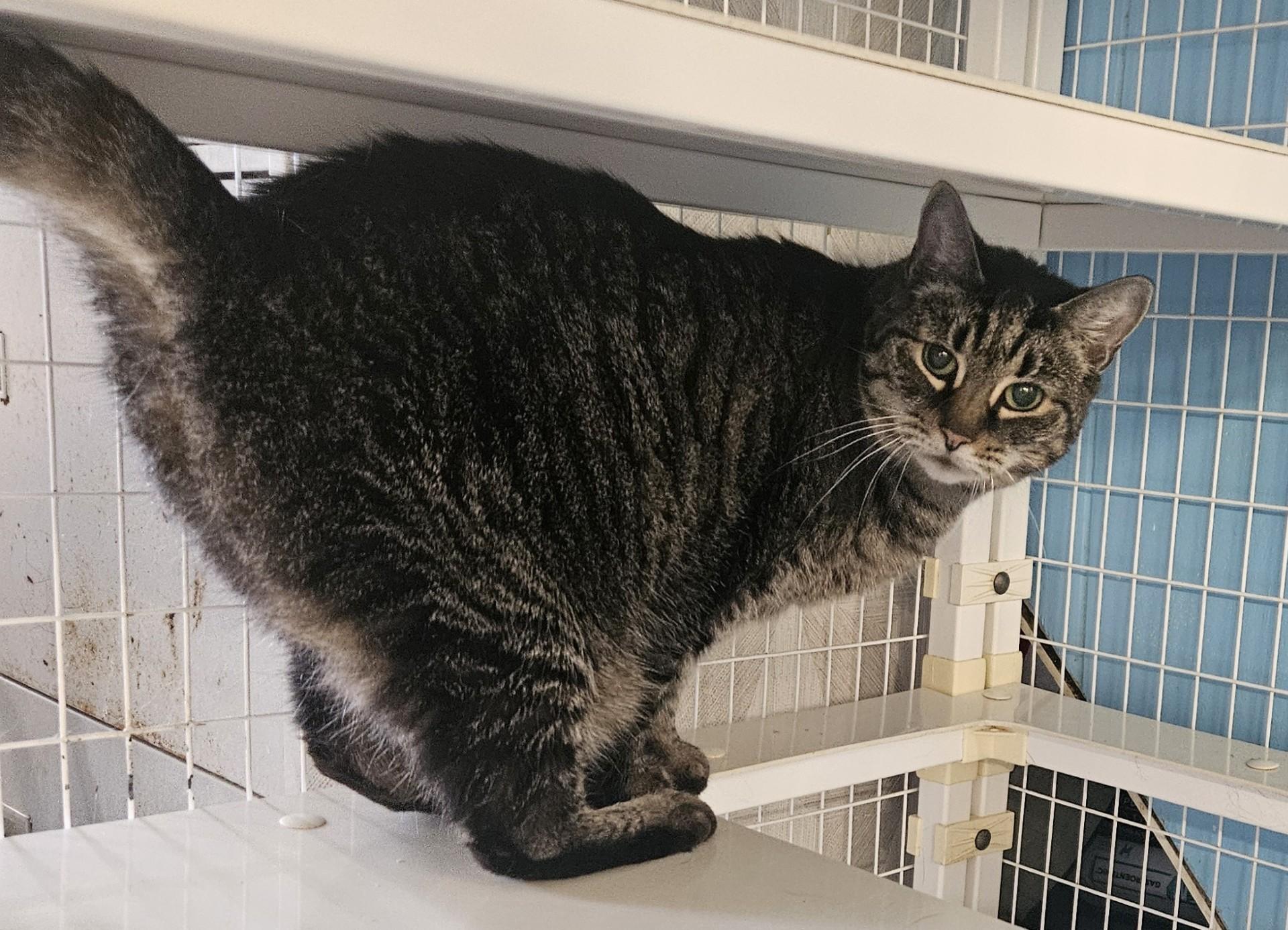Misty, adoptable, Senior Female Domestic Short Hair.