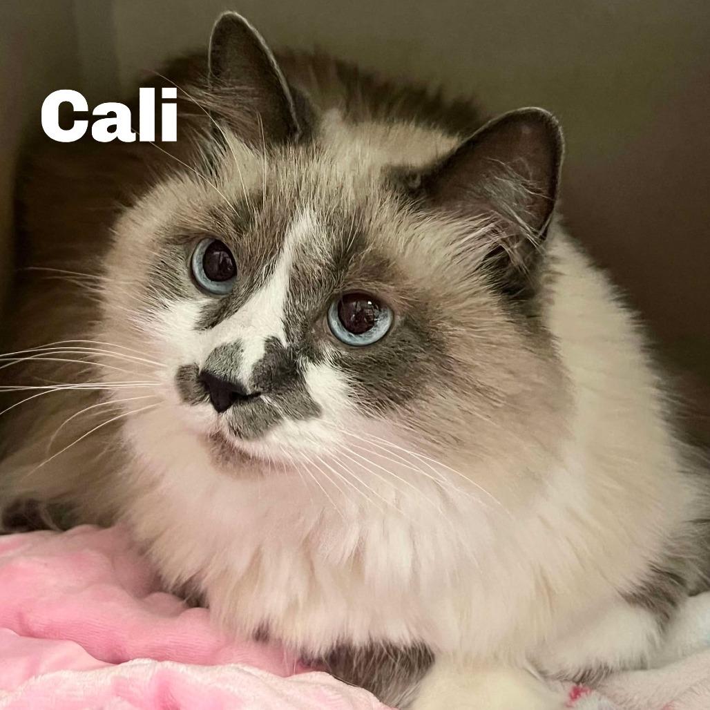 Enlarge Cali 250764, a Adoptable Domestic Long Hair in Escanaba, MI image 1/1