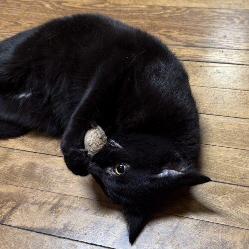 Vincent, Adoptable, Young Male Domestic Short Hair.