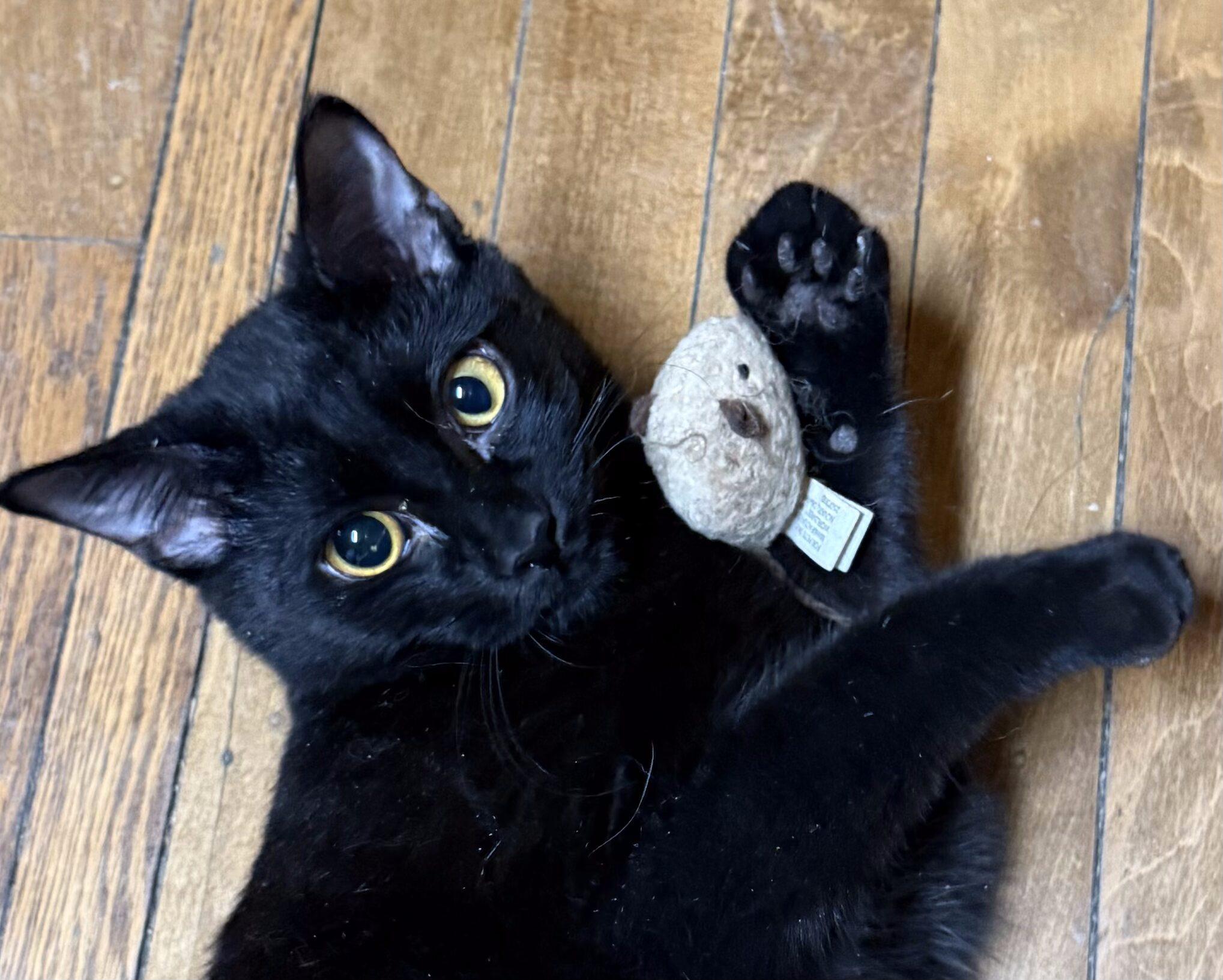 Enlarge Vincent, a Adoptable Domestic Short Hair in Kenosha, WI image 2/3