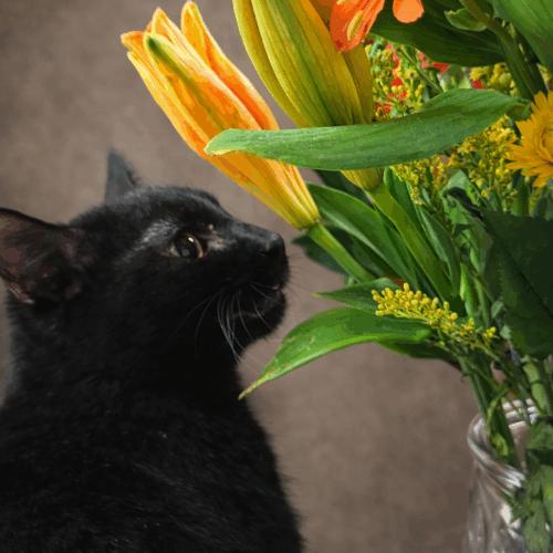 Enlarge Vincent, a Adoptable Domestic Short Hair in Kenosha, WI image 3/3