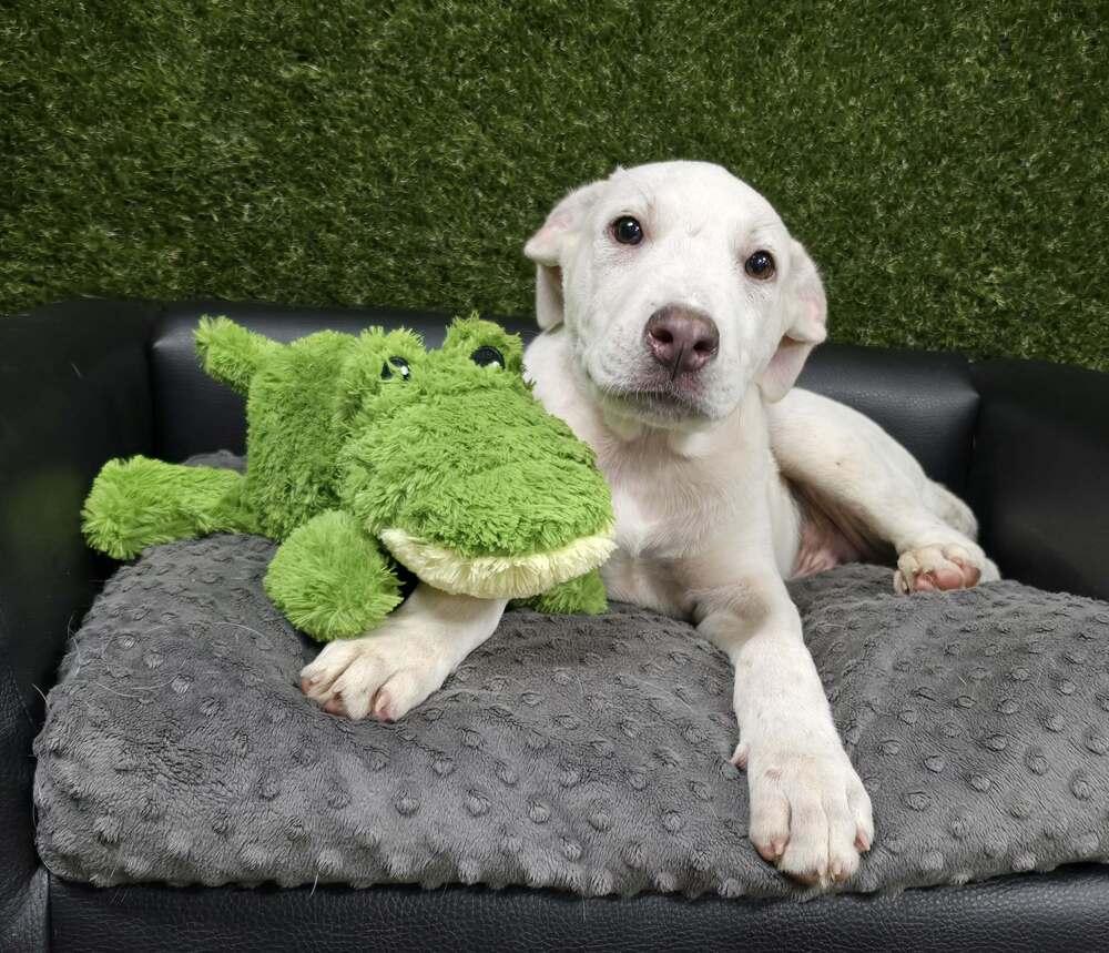 Praying mantis, Adoptable, Puppy Male Boxer & Cattle Dog.