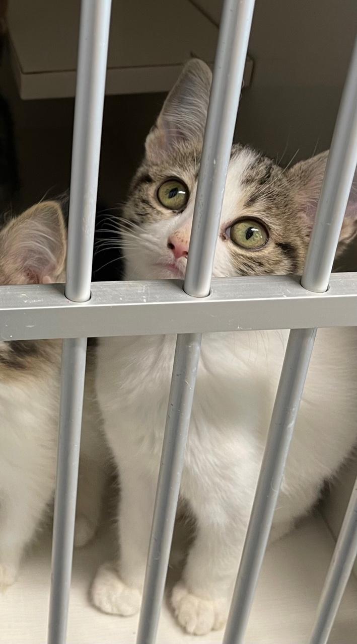 Bandit, Adoptable, Young Male Domestic Short Hair.