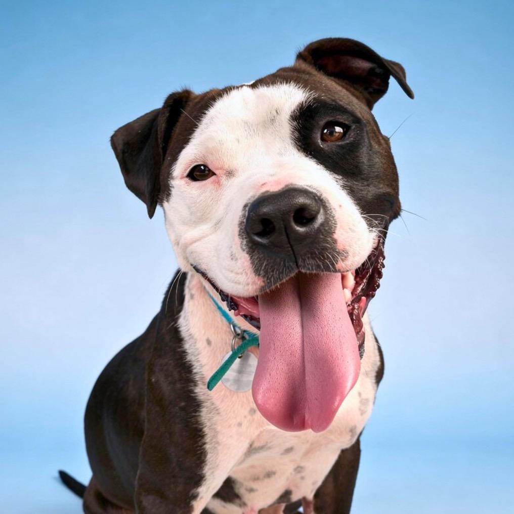 Charlotte's Web, Adoptable, Adult Female Mixed Breed.