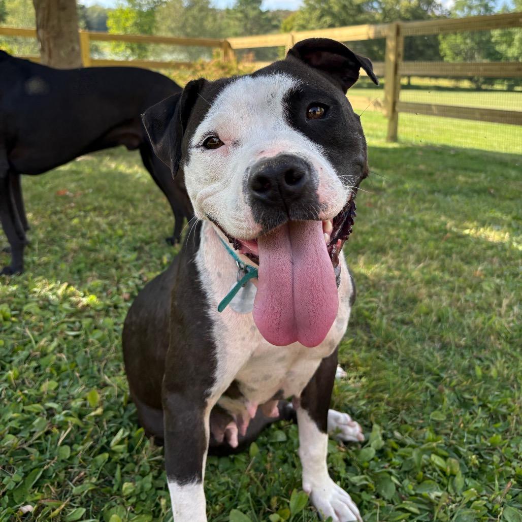 Enlarge Charlotte's Web, a Adoptable Mixed Breed in Bangall, NY image 1/6