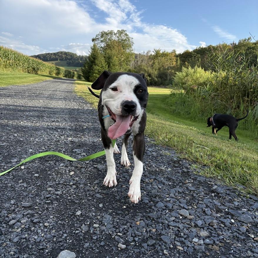 Enlarge Charlotte's Web, a Adoptable Mixed Breed in Bangall, NY image 2/6