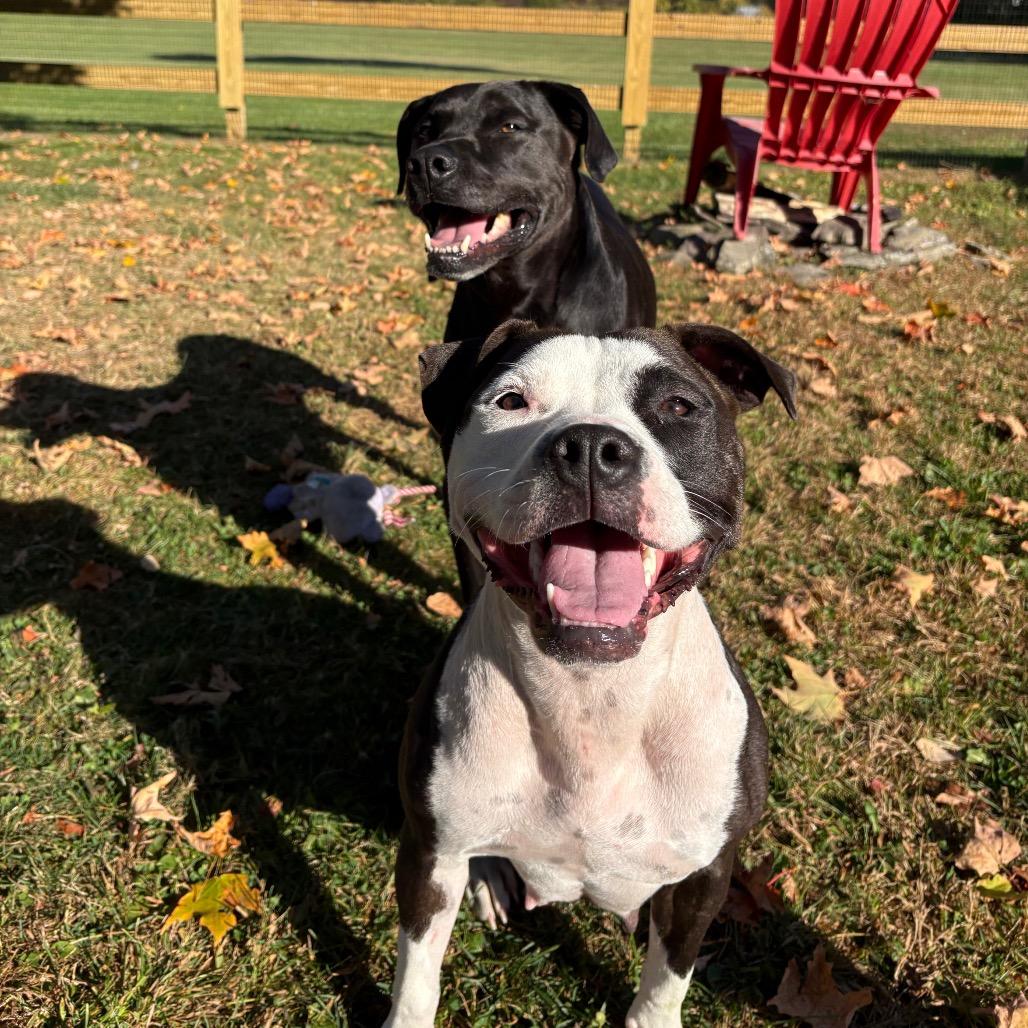 Enlarge Charlotte's Web, a Adoptable Mixed Breed in Bangall, NY image 3/6