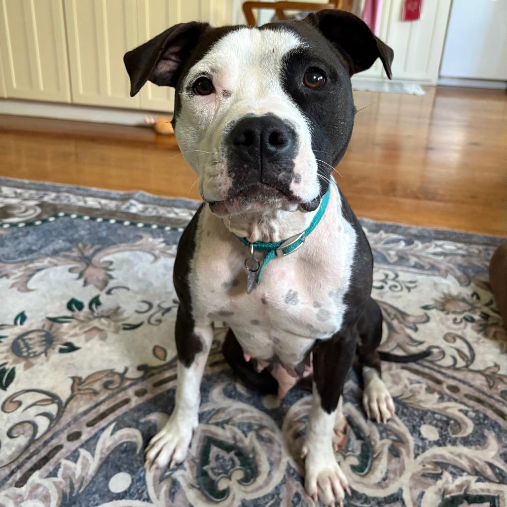 Enlarge Charlotte's Web, a Adoptable Mixed Breed in Bangall, NY image 3/6