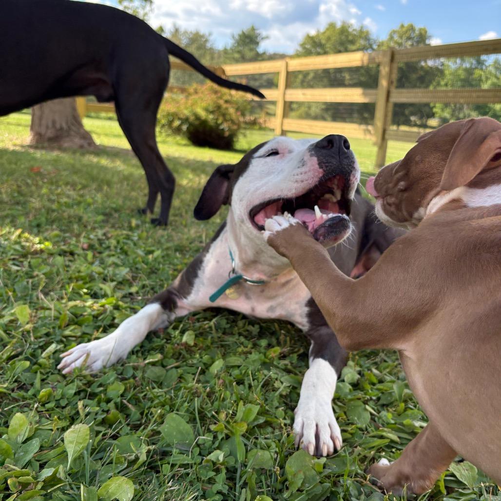 Enlarge Charlotte's Web, a Adoptable Mixed Breed in Bangall, NY image 5/6