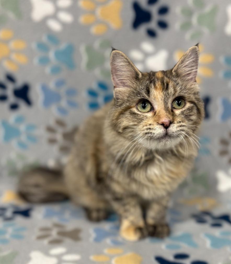 Summer, Adoptable, Kitten Female Domestic Medium Hair.