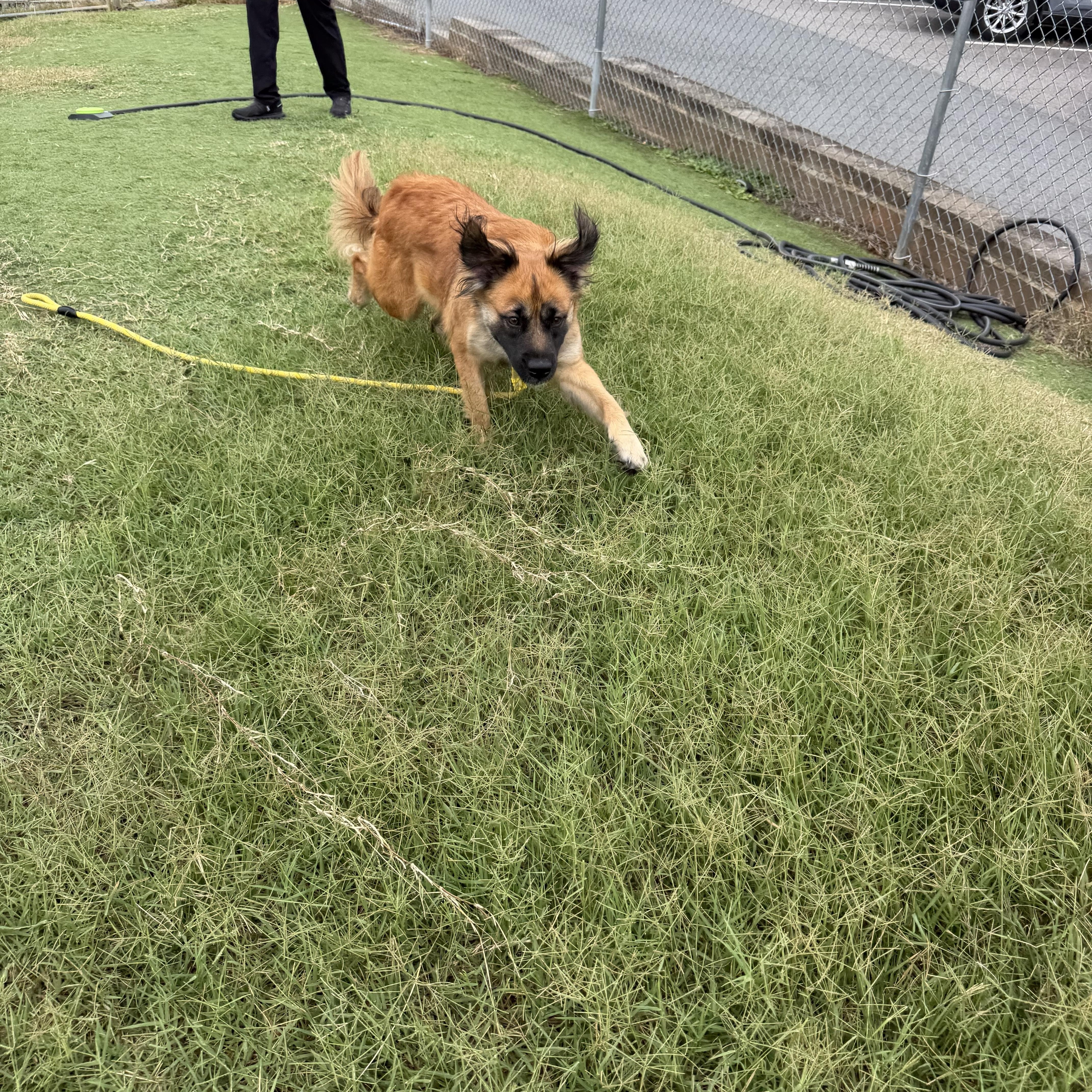 Josie, a ADOPTABLE mixed breed in Albemarle, NC image 3/3