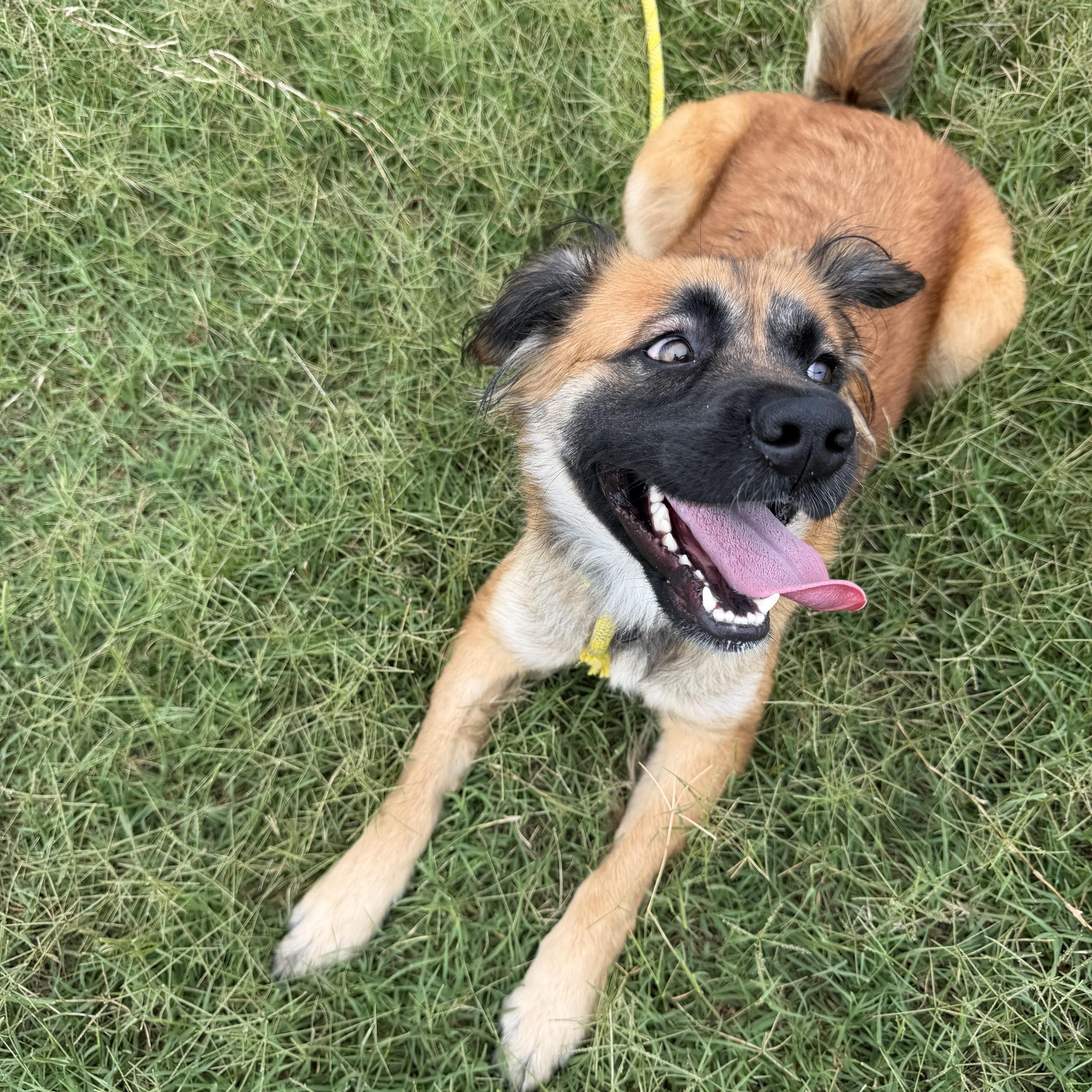 Josie, a ADOPTABLE mixed breed in Albemarle, NC image 2/3