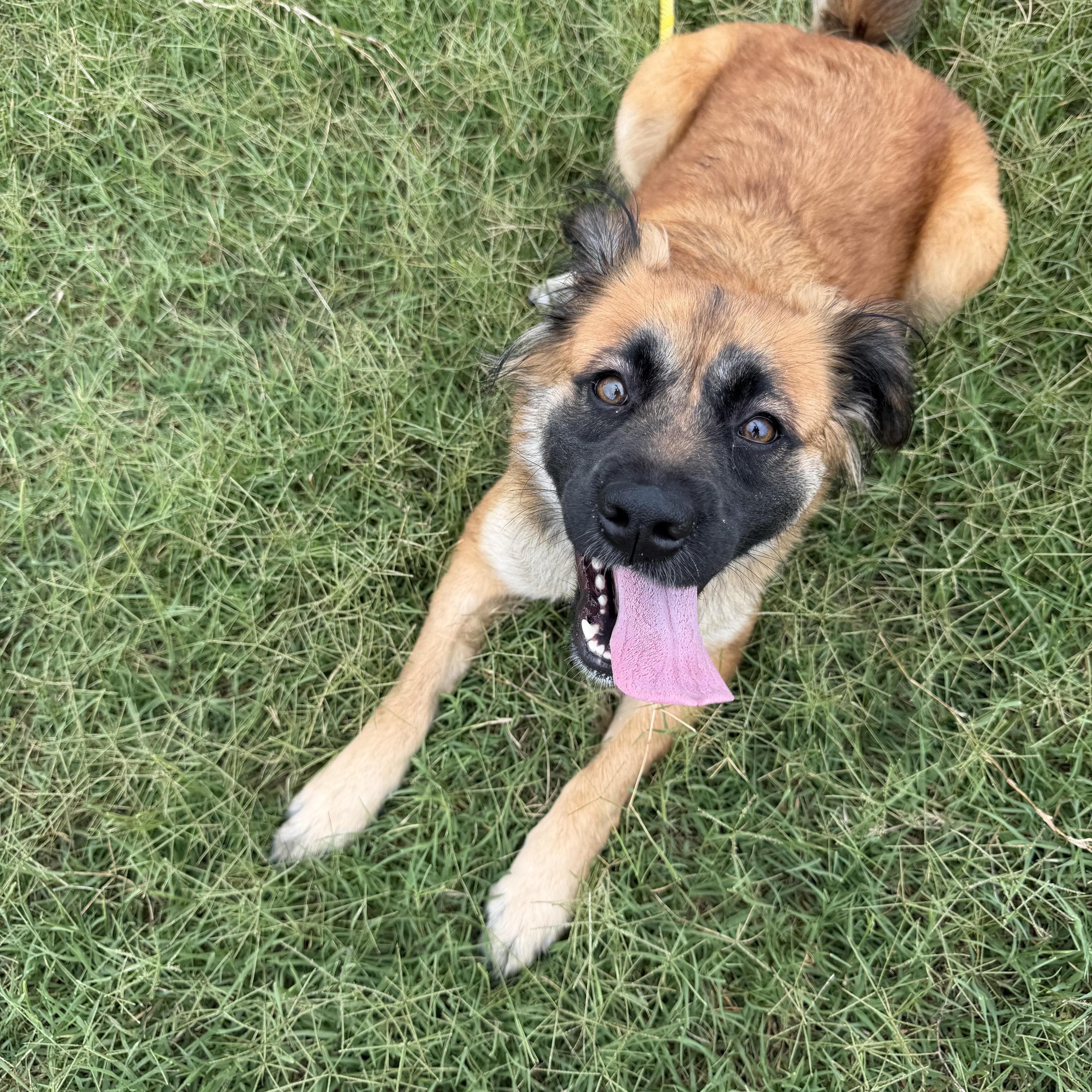 Josie, ADOPTABLE, Adult Female Boxer.