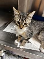 Spoink, an adopted Domestic Short Hair in Potsdam, NY image 1/2
