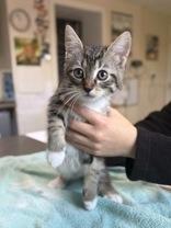 Spoink, an adopted Domestic Short Hair in Potsdam, NY image 2/2