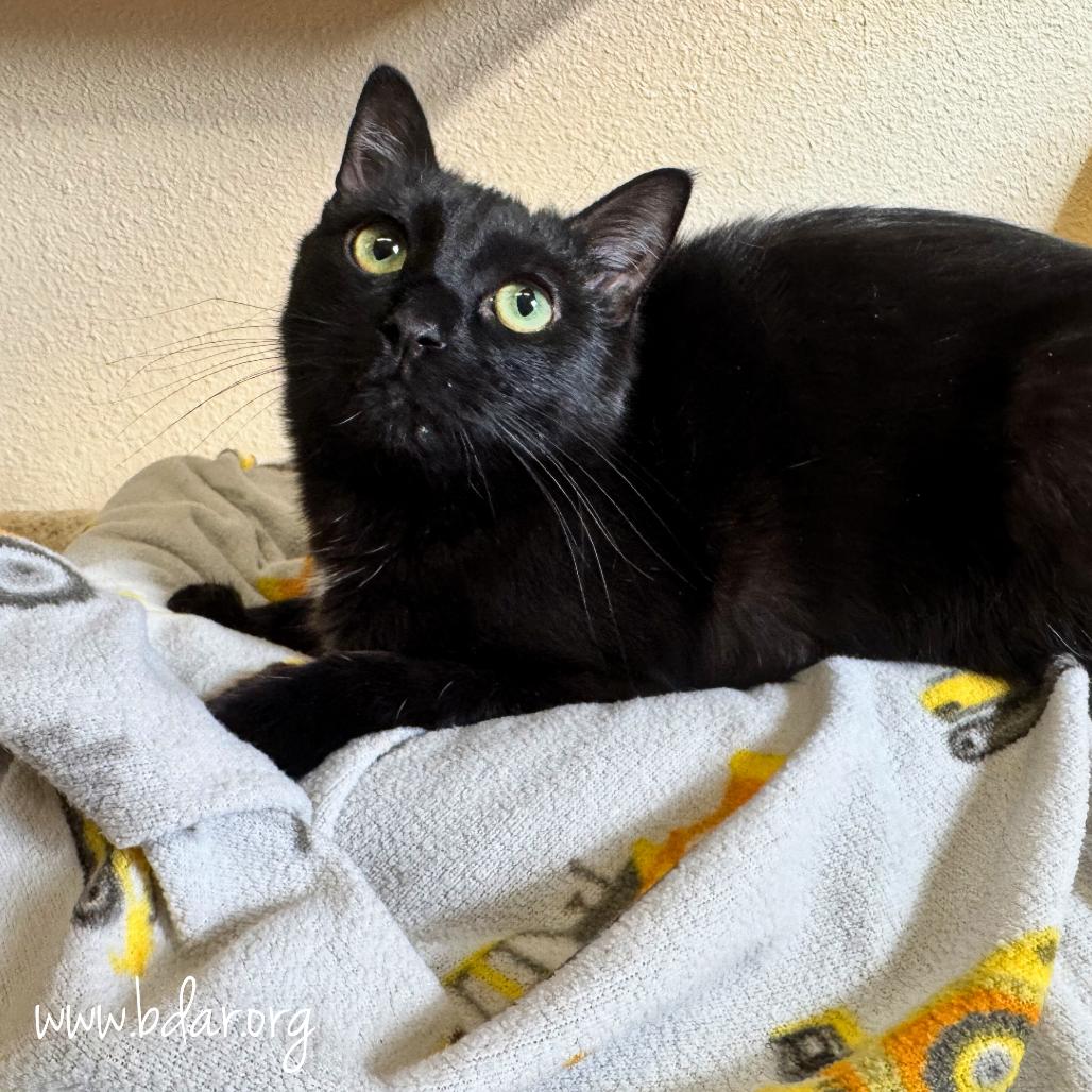 Walter, Adoptable, Young Male Domestic Long Hair.