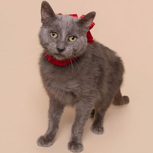Charlie, Adoptable, Adult Male Domestic Short Hair.