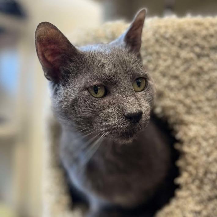 Enlarge Charlie, a Adoptable Domestic Short Hair in Milan, IL image 2/6