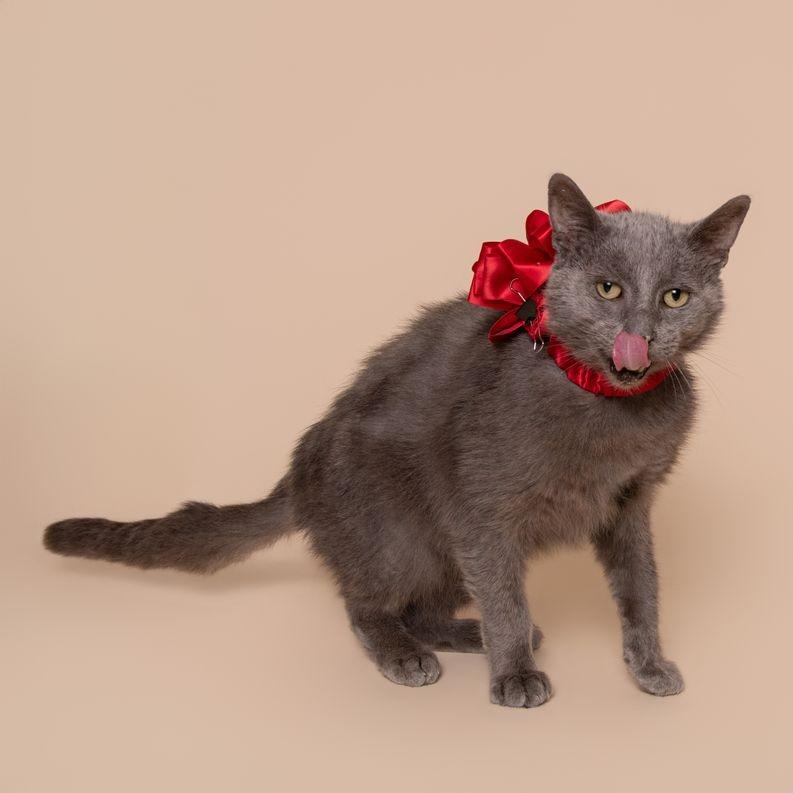 Enlarge Charlie, a Adoptable Domestic Short Hair in Milan, IL image 5/6