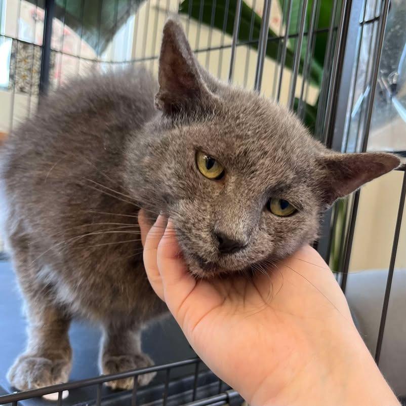 Enlarge Charlie, a Adoptable Domestic Short Hair in Milan, IL image 6/6