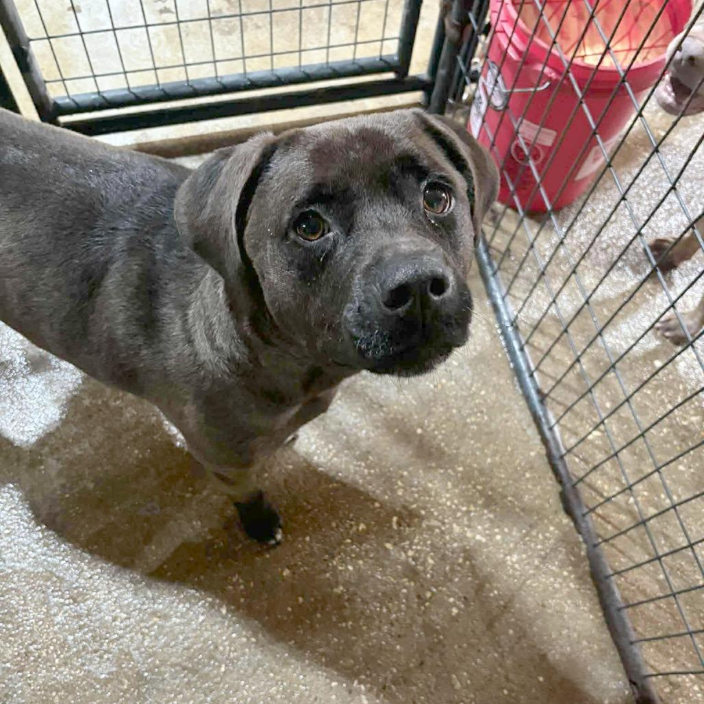 Iris, Adoptable, Adult Female Black Labrador Retriever.