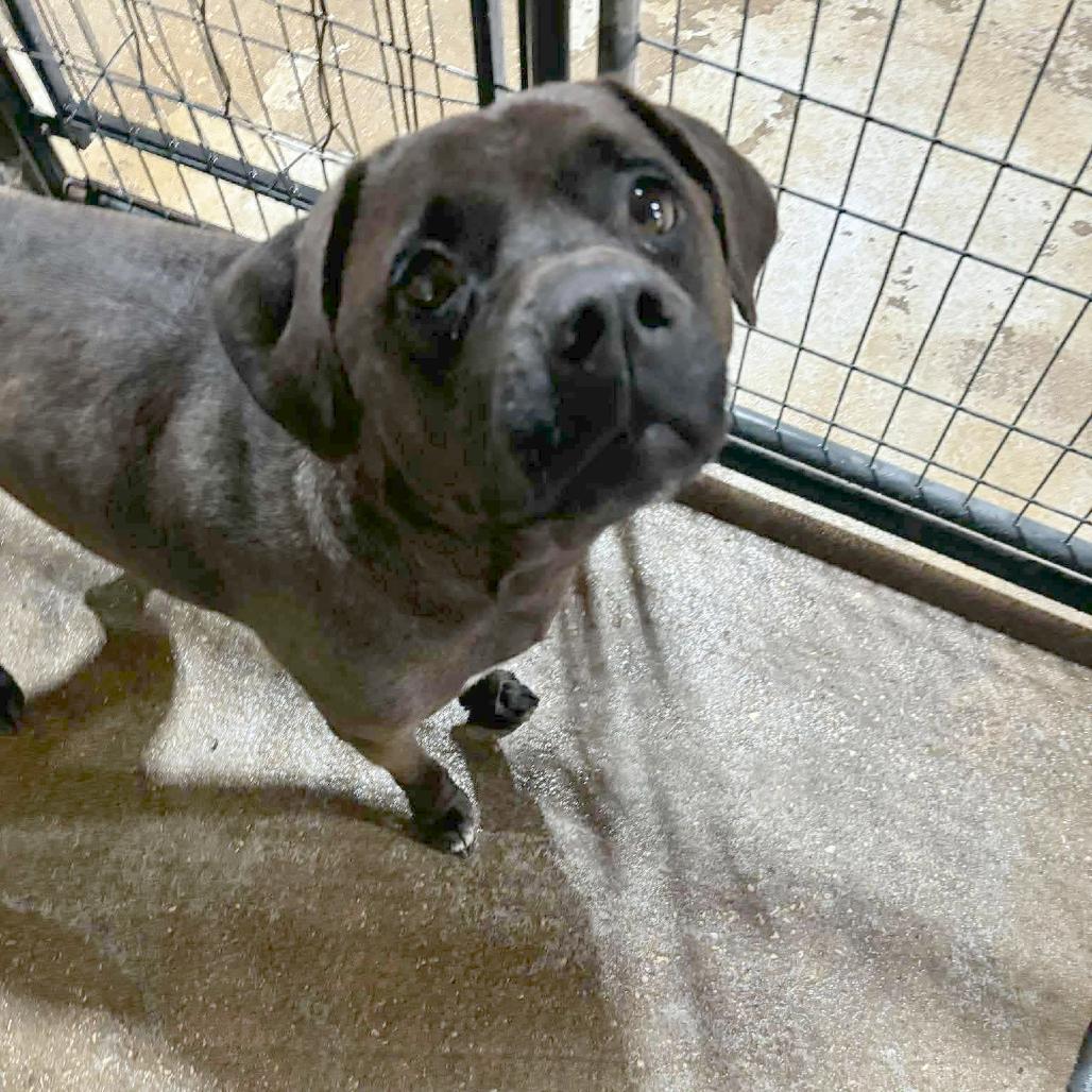 Iris, a Adoptable Black Labrador Retriever in Halifax , NS image 3/6