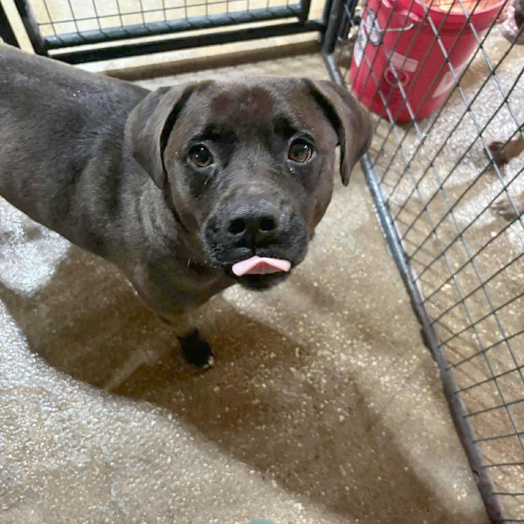 Iris, a Adoptable Black Labrador Retriever in Halifax , NS image 5/6