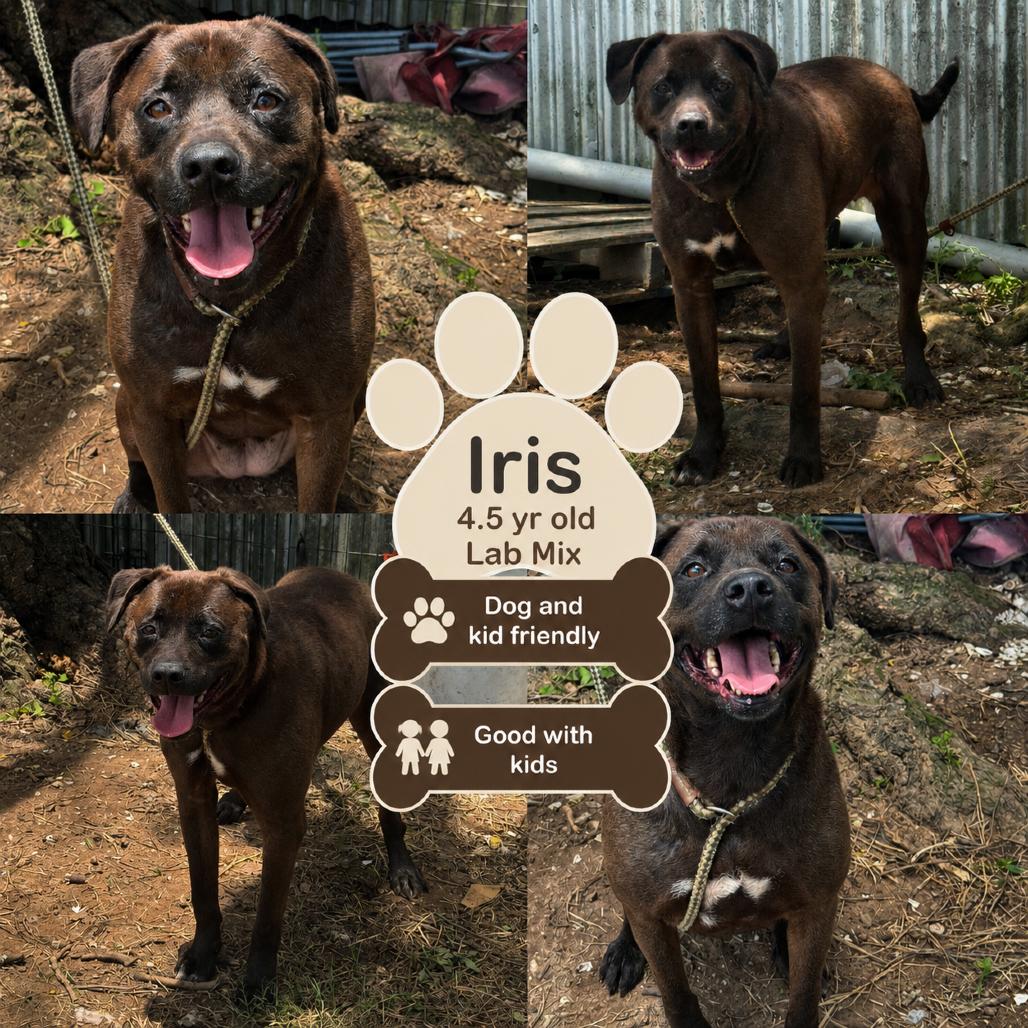 Iris, a Adoptable Black Labrador Retriever in Halifax , NS image 2/6