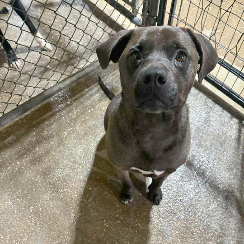 Iris, a Adoptable Black Labrador Retriever in Halifax , NS image 6/6