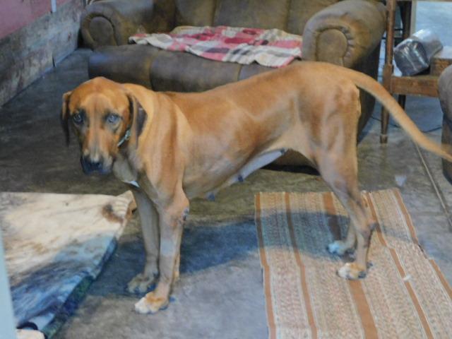 Irish Jig thumbnail 2