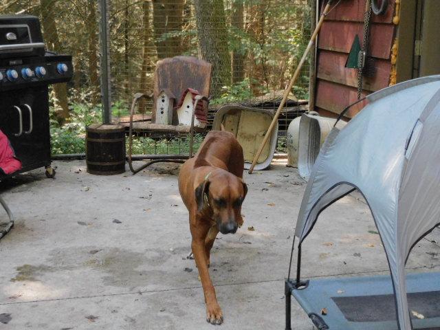 Irish Jig thumbnail 3