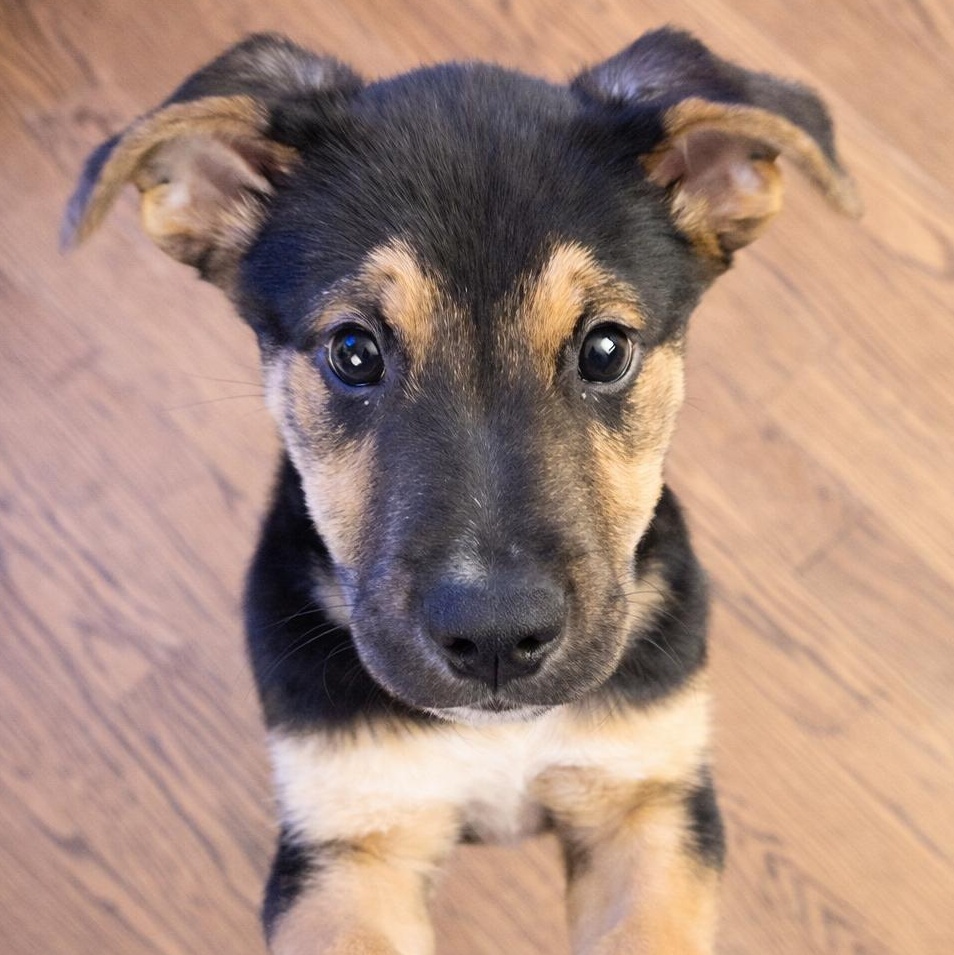 Mario, adopted, Puppy Male Mixed Breed.