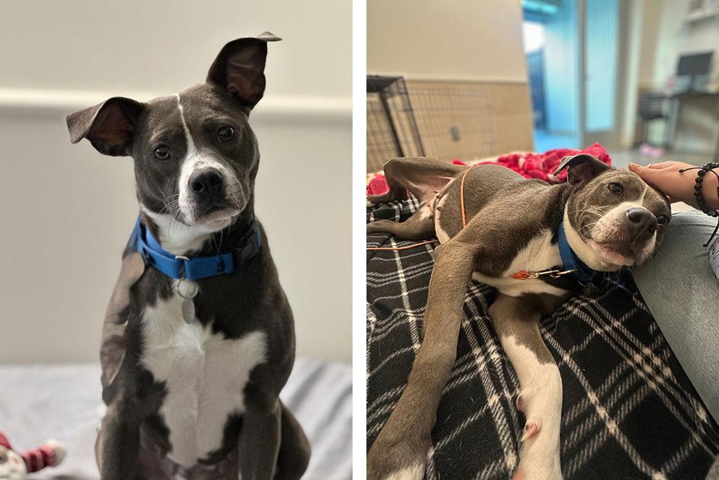 Enlarge Grizz, a Adoptable Mixed Breed in Weaverville, NC image 1/3