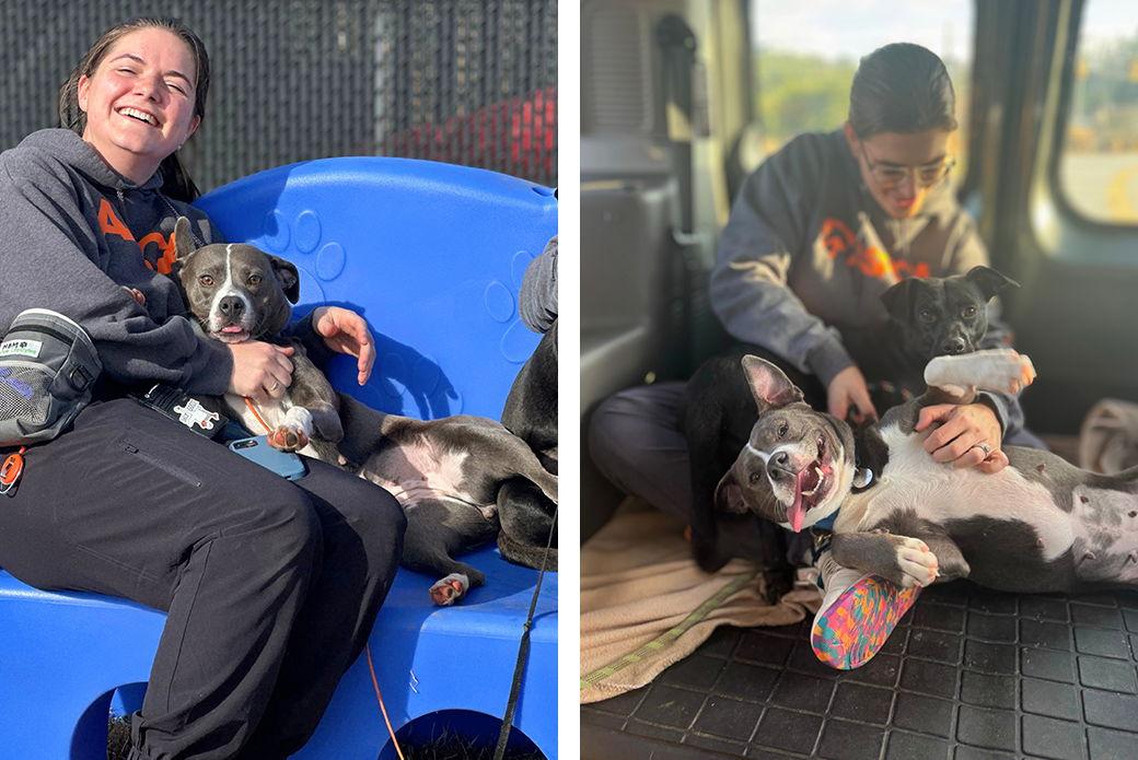 Enlarge Grizz, a Adoptable Mixed Breed in Weaverville, NC image 2/3