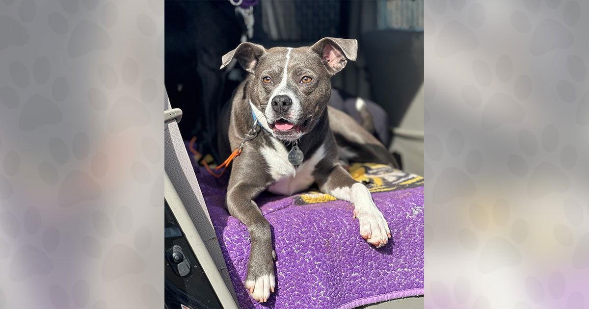 Enlarge Grizz, a Adoptable Mixed Breed in Weaverville, NC image 3/3