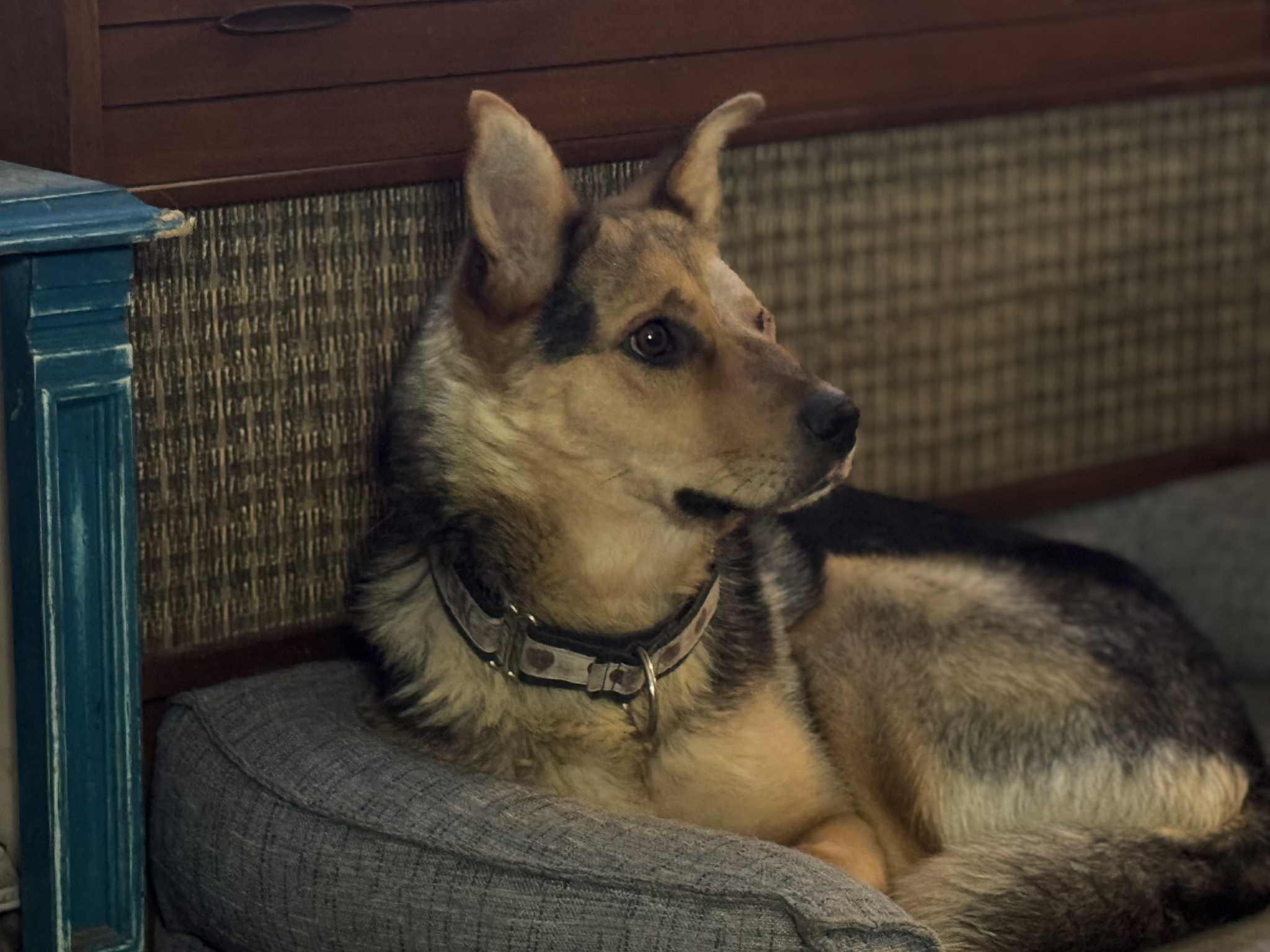 Halo, an adoptable Mixed Breed in Saskatoon, SK, S7H 0W2 | Photo Image 1