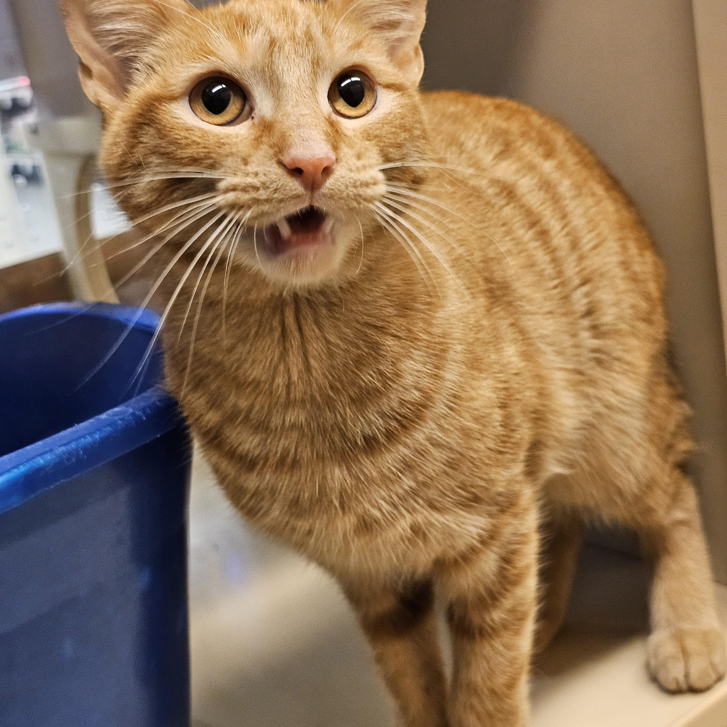 Cheddar, a Adoptable Tabby in Richmond, VA image 3/6