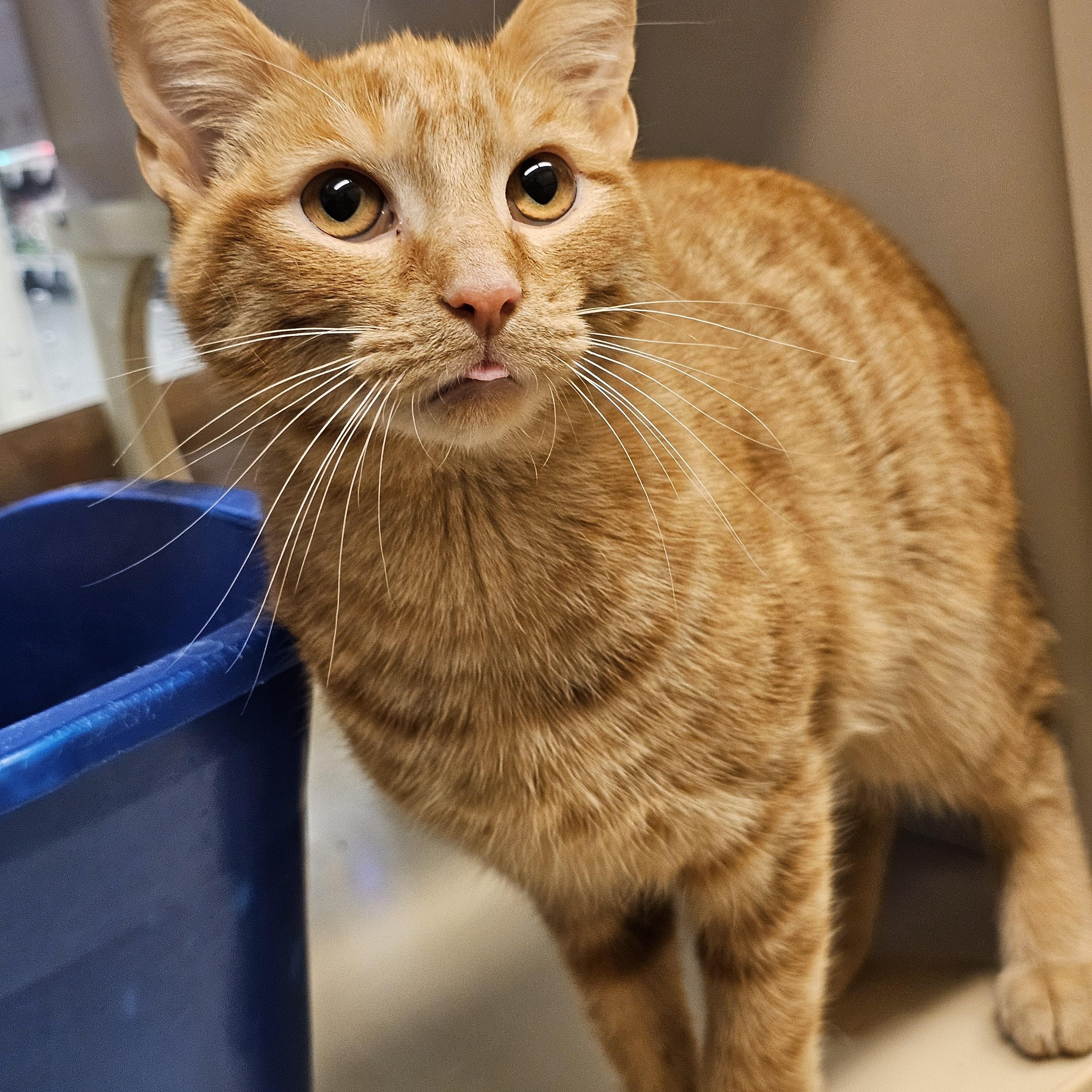 Cheddar, a Adoptable Tabby in Richmond, VA image 2/6