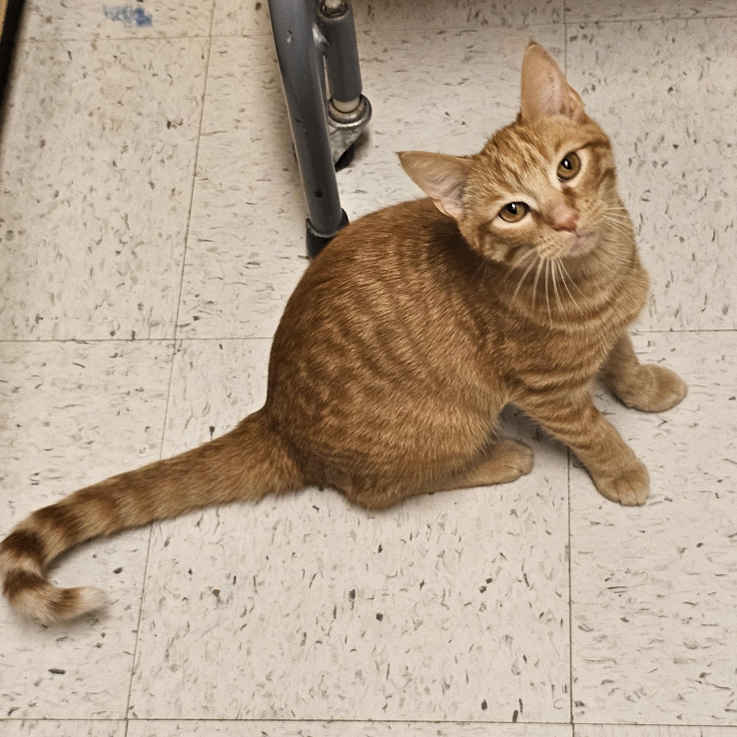 Cheddar, a Adoptable Tabby in Richmond, VA image 1/6