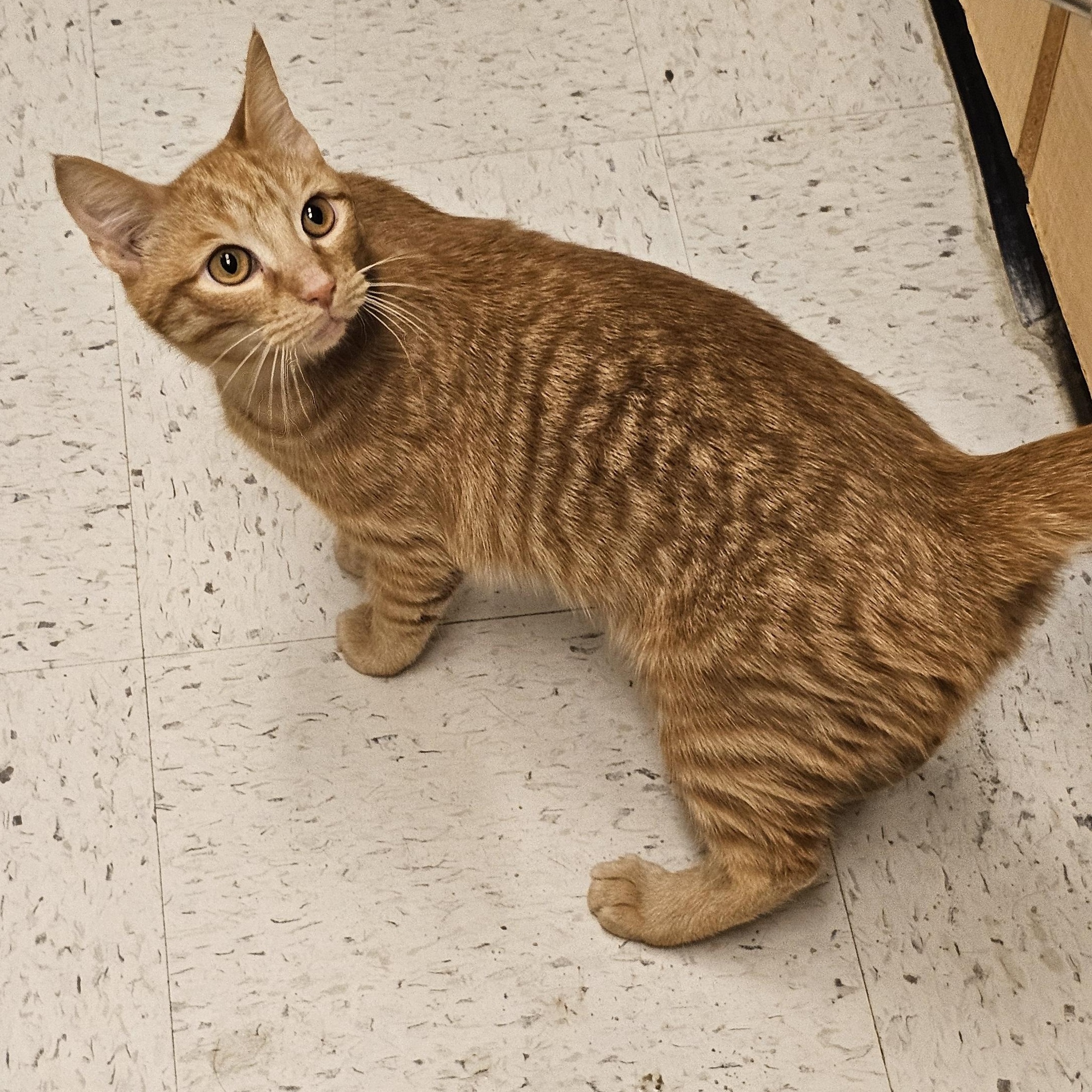Cheddar, a Adoptable Tabby in Richmond, VA image 4/6