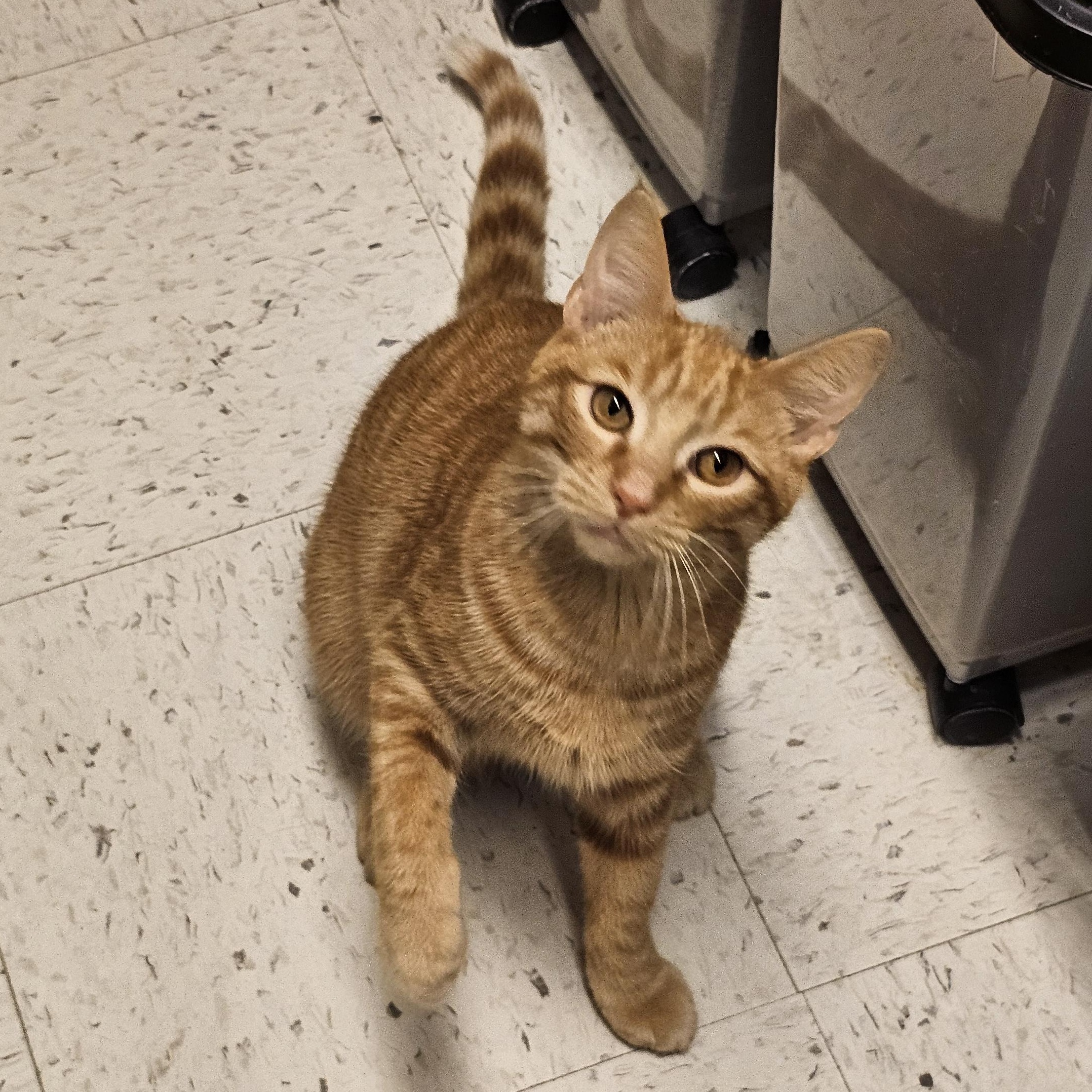 Cheddar, a Adoptable Tabby in Richmond, VA image 5/6
