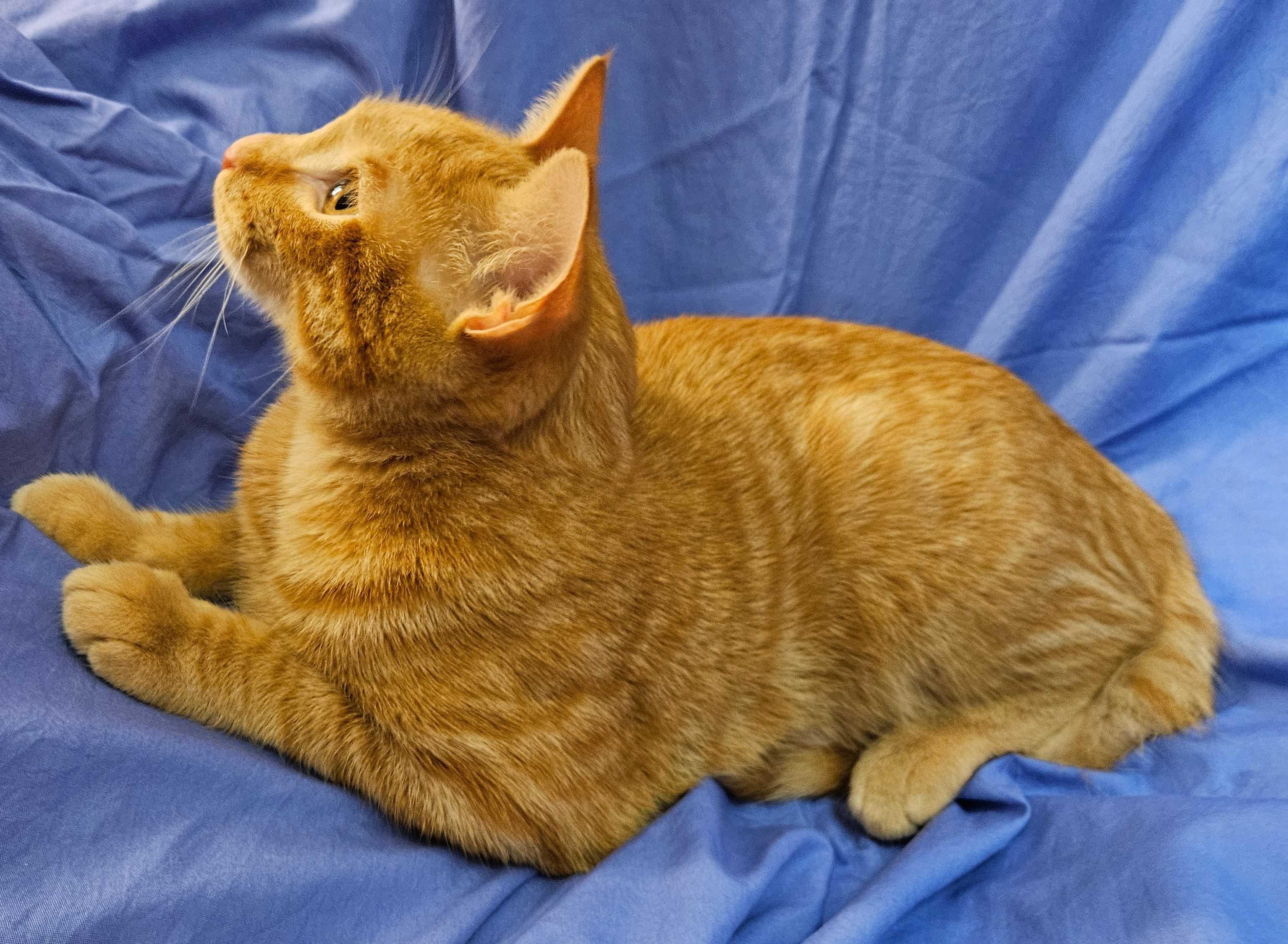 Cheddar, a Adoptable Tabby in Richmond, VA image 6/6